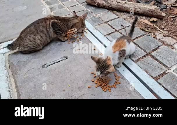 cat eating on the side of the road on the morning Stock Video Footage ...