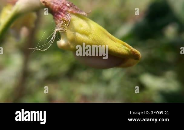 Extreme close-up of a yellow yardlong bean flower with a smooth curved ...