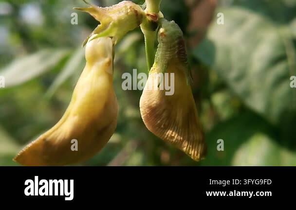 Close-up of two yellowish yardlong bean flowers hanging side by side ...