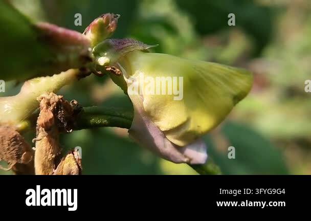 Close-up of a partially open pale yellow yardlong bean flower with a ...