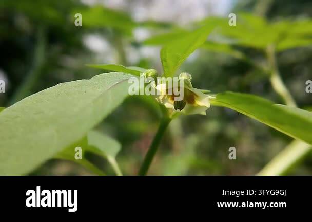 Side-view close-up of an open yellow peanut flower beneath green leaves ...