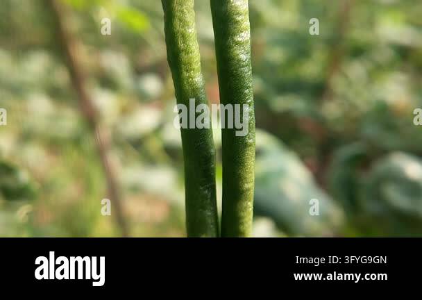 Close-up of two vertical green long bean pods hanging side by side ...