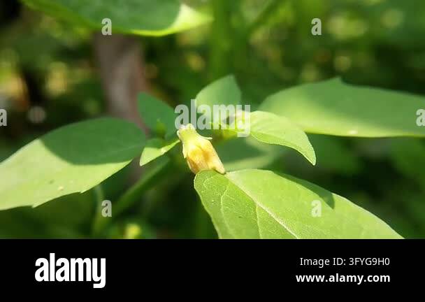 Close-up side view of a small yellow peanut flower and floral bud among ...