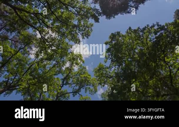 Treeview From Up Looking Up into Green Treetops and Blue Sky with White Clouds in a ...