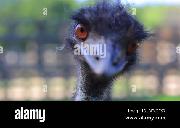 Emu Biting Large flightless emu bird stares intently and pecks directly toward the ...