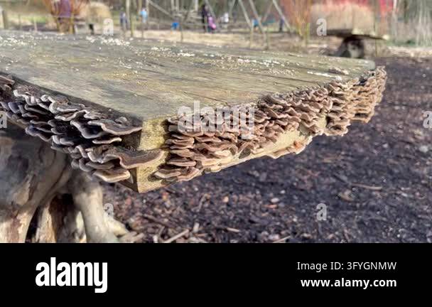 Rhsh Frame RHS Garden Bridgewater, Salford, Greater Manchester, England, UK: A row ...