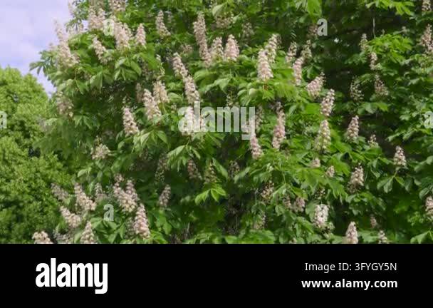 Close-up of blooming horse chestnut tree branches with white flowers ...
