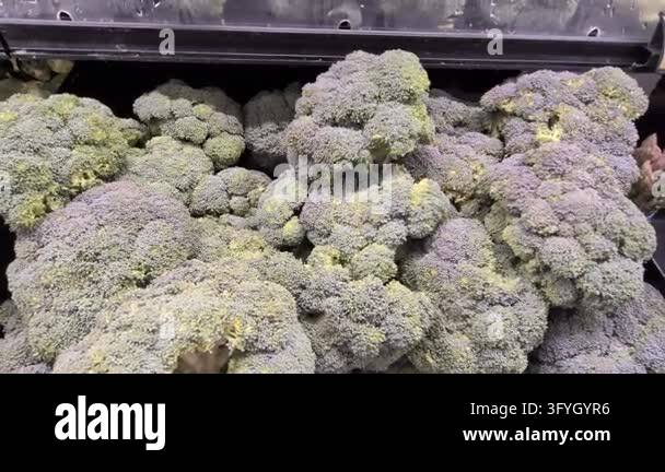 Fresh green broccoli crowns displayed at a local produce market offer a ...