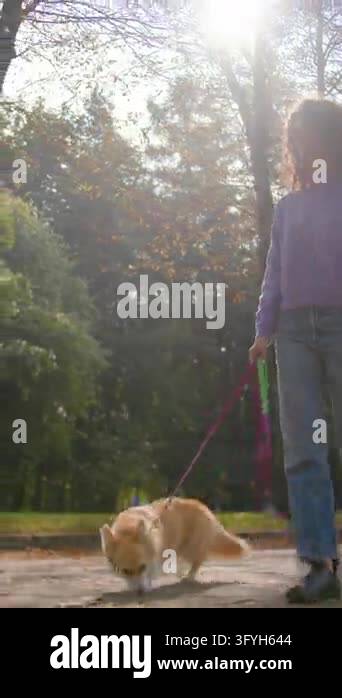 Caucasian woman walking welsh corgi puppy on leash in autumn city park ...
