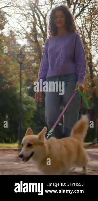 Young Caucasian woman walking welsh corgi puppy on leash in autumn park ...