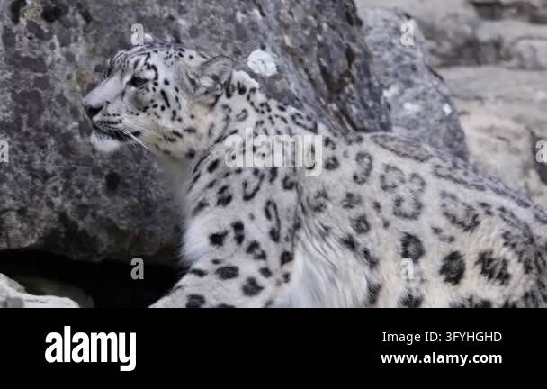 Snow leopard walking near rocks, looking to the side, with its ...