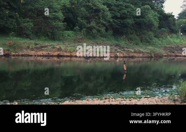 Undisturbed A wide, tranquil outdoor view showcases an Indian cormorant resting in ...