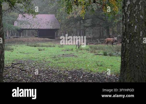 Undisturbed Undisturbed wild deer in vibrant green summer forest highlighting ...