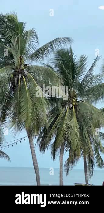 Low angle view of lush tropical coconut palm trees heavily laden with ...