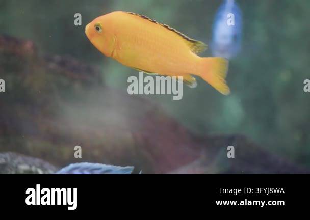 Beautiful Electric yellow and Demasoni cichlids swimming peacefully in ...