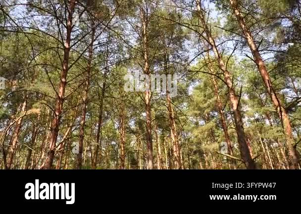Treeview From Up Looking up through tall pine trees in a forest with sunlight filtering ...