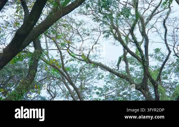 Treeview From Up Looking up through the canopy of lush green trees with intricate ...