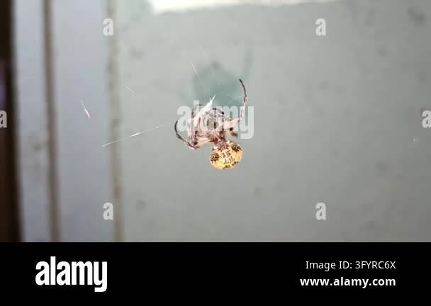 Stunning 4K horizontal macro video footage of a small spider sitting ...