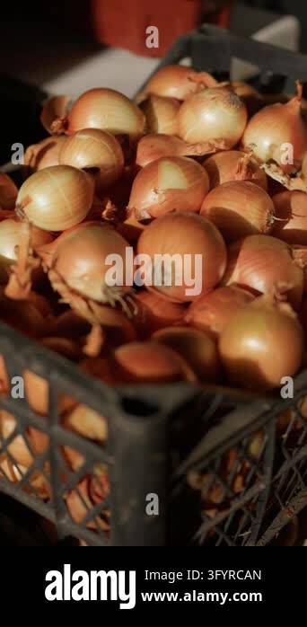 Yellow onions fill plastic crates inside grocery store market warehouse ...