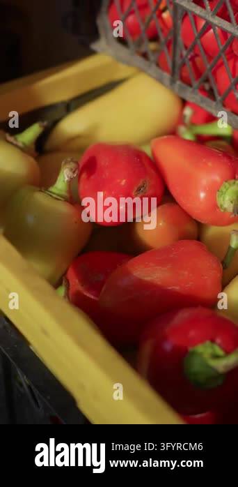Fresh bell pepper harvest stored in plastic crates at farm shows ripe ...