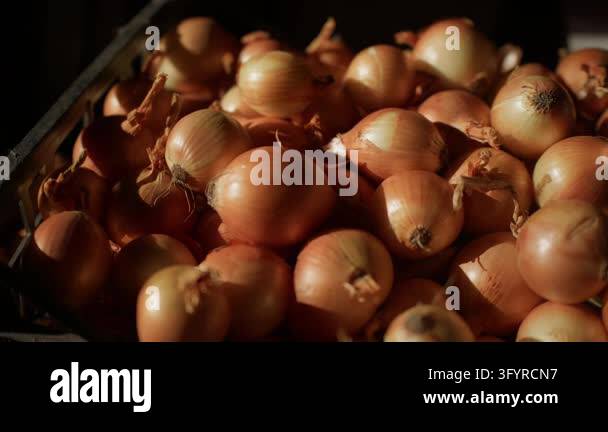 Fresh yellow onion harvest rests in plastic crate at local farm ...