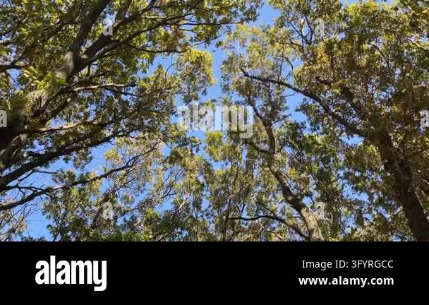 Autumn Oak Trees Canopy and Blue Sky Low Angle View Stock Video Footage ...