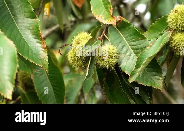 Sweet chestnut tree branch (Castanea sativa) with spiky green fruit ...
