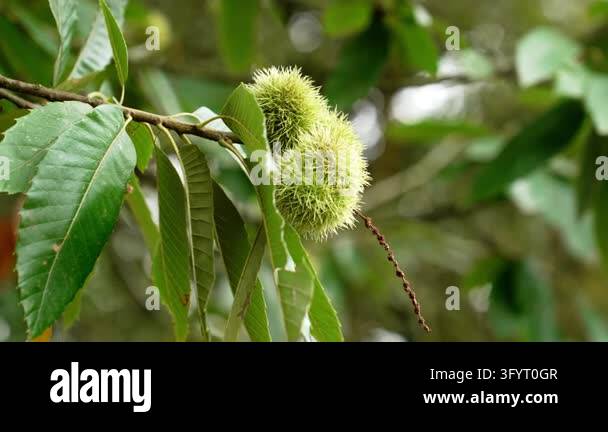 Fresh green sweet chestnut burrs (Castanea sativa) growing on a tree ...