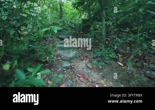 An uneven stone and rock trail winds through dense tropical undergrowth ...