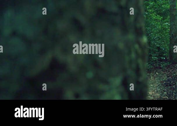 A narrow paved footpath leads through dense green tropical forest ...