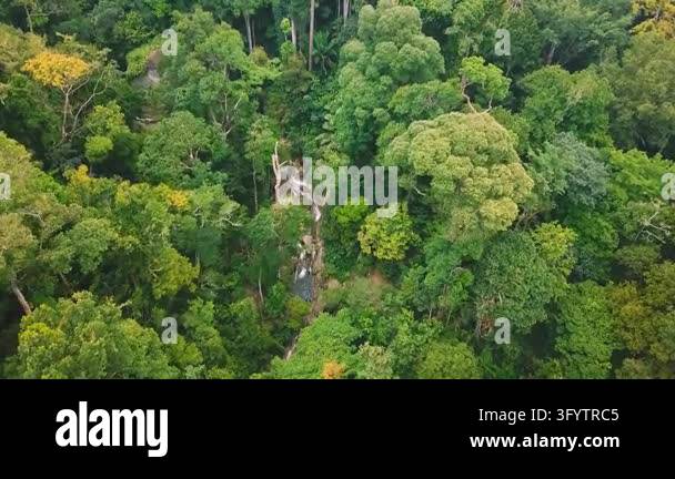 An aerial view of a lush tropical forest canopy with a narrow ...