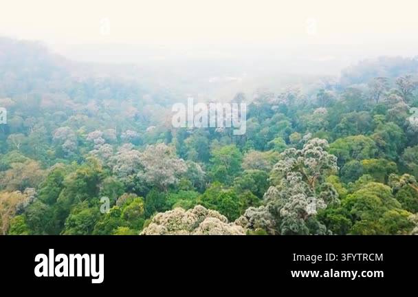 A wide aerial view across an expansive tropical rainforest canopy ...