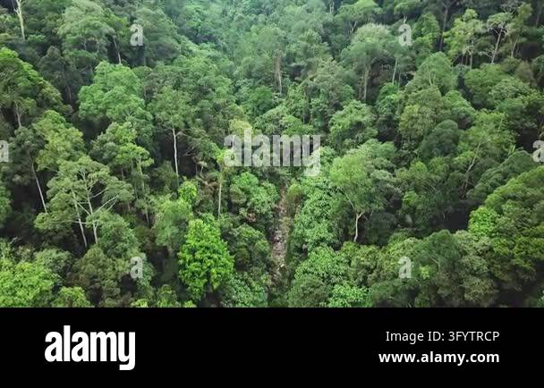 A top-down aerial view of dense tropical forest treetops forming a ...
