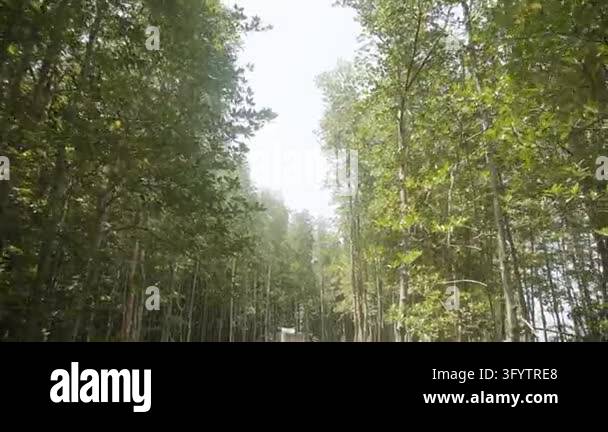 A long wooden walkway extends into a dense mangrove forest, surrounded ...