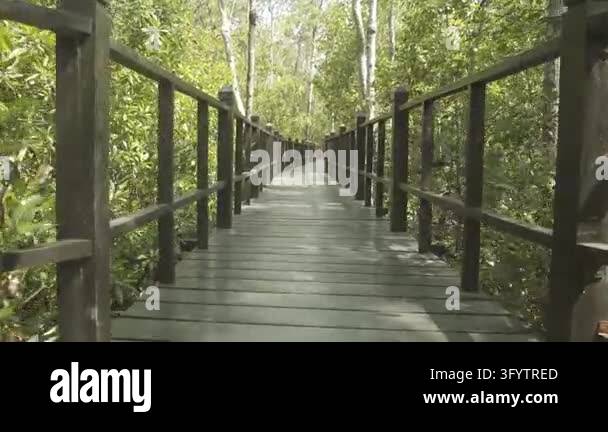 A timber boardwalk stretches through lush mangrove vegetation, with ...