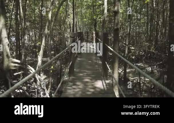 A narrow timber walkway passes between dense mangrove trees in a ...