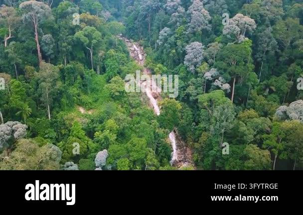 A high aerial view shows a pale stream or cascade cutting through dense ...