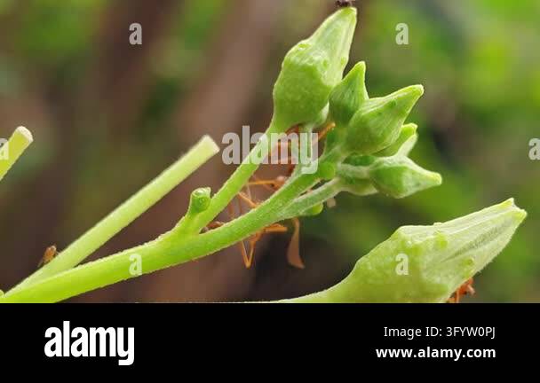 Red ant walking along a curved grass blade against a smooth green ...