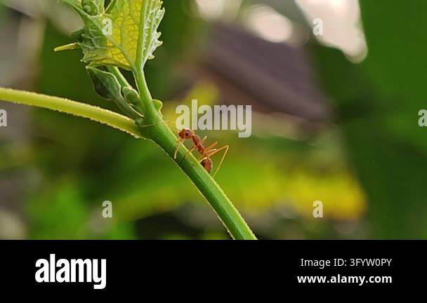 Red ant walking along a curved grass blade against a smooth green ...