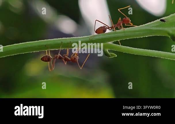 Red ant walking along a curved grass blade against a smooth green ...