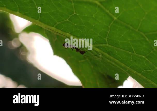 Red ant walking along a curved grass blade against a smooth green ...
