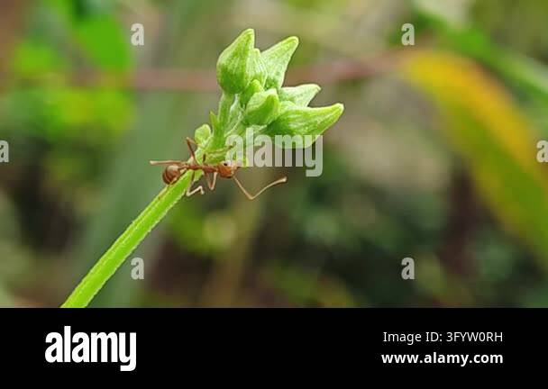 Red ant walking along a curved grass blade against a smooth green ...