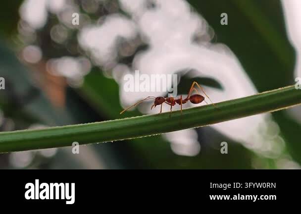 Red ant walking along a curved grass blade against a smooth green ...