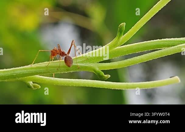 Red ant walking along a curved grass blade against a smooth green ...