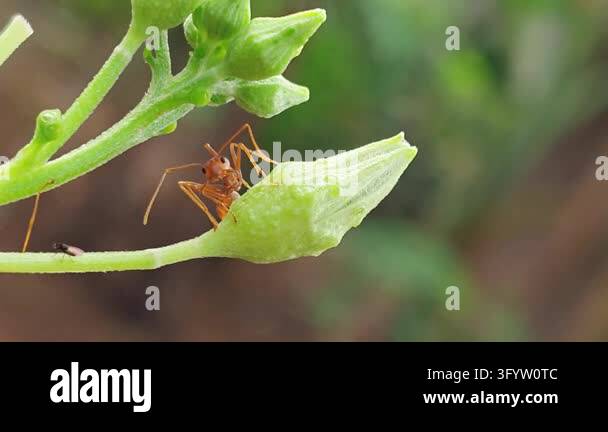 Red ant walking along a curved grass blade against a smooth green ...