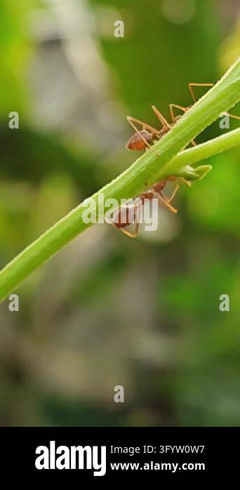 Red ant walking along a curved grass blade against a smooth green ...