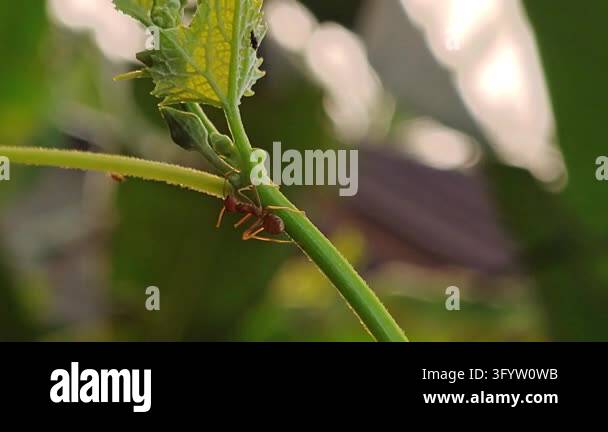 Red ant walking along a curved grass blade against a smooth green ...
