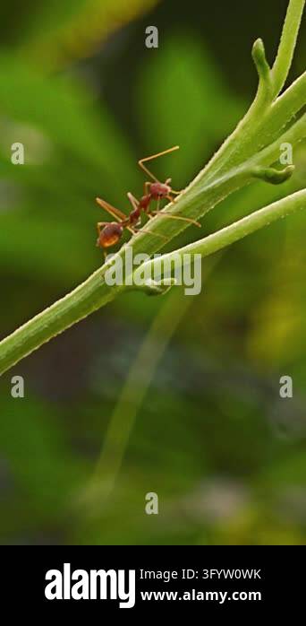 Red ant walking along a curved grass blade against a smooth green ...