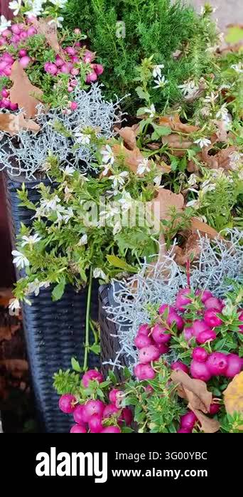 Autumn flowers and plants in black pots are displayed in a yard while ...