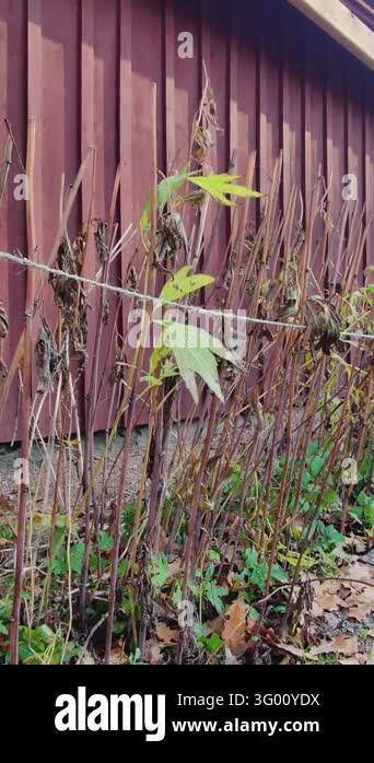 Withered autumn plants with dry brown stalks and a few remaining green ...